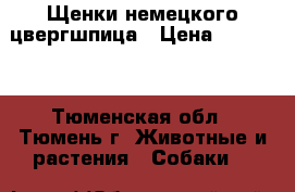 Щенки немецкого цвергшпица › Цена ­ 20 000 - Тюменская обл., Тюмень г. Животные и растения » Собаки   